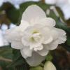 Begonia x tuberhybrida  ‘Illumination White’