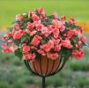 Begonia x tuberhybrida ‘Sweet Spice  English rose’