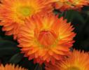 Bracteantha Xerochrysum ‘Mohave Orange’