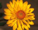 Bracteantha Xerochrysum ‘Mohave Yellow’