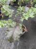 Brassica oleracea ‘Redbor’