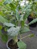 Brassica oleracea ‘Nero di Toscana’
