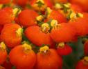 Calceolaria ‘Calynopsis Red Orange Yellow"