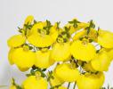 Calceolaria ‘Calynopsis Yellow’
