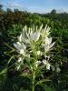 Cleome hassleriana ‘White Queen’