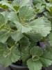 Coleus canina ‘Verpiss Dich’
