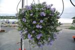 Convolvulus sabiticus "Early Blue"