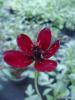 Cosmos atrosanguineus ‘Chocolate’