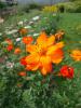 Cosmos  sulphurius ‘Crest Orange’