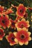 Dahlia x hybrida ‘Happy Days Bicolor Yellow Red"