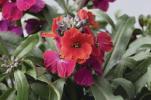 Erysimum ‘Red Jep’