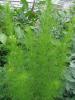 Eupatorium capillifolium ‘Elegant Feather’