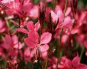 Gaura lindheimeri ‘Belleza Dark Pink’