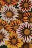 Gazania rigens ‘New Day Tiger Stripe Mix’    