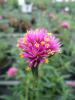 Gomphrena ‘Truffala Pink’