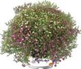 Gypsophila muralis ‘Doublicious Mix Masters’ 