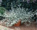 Helichrysum petiolare ‘Silver"