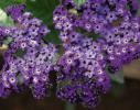 Heliotropium arborescens ‘Marino Blue’