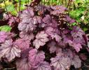 Heuchera ‘Sugar plum’