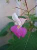 Impatiens balfourii