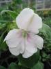 Impatiens  henslowiana