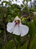 Impatiens tinctoria