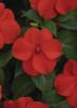 Impatiens walleriana ‘Beacon Bright Red’