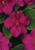 Impatiens walleriana ‘Beacon Violet Shades’