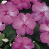 Impatiens walleriana ‘DeZire Lavender’