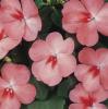 Impatiens walleriana ‘DeZire Salmon Splash’