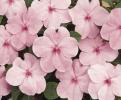 Impatiens walleriana ‘DeZire Pink’