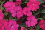 Impatiens x hybrida ‘SunPatiens Compact Magenta Impr.’ 