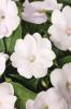 Impatiens x hybrida ‘SunPatiens Compact White’ 