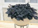 Ipomoea batatas ‘Iposun Black Tone’