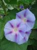 Ipomoea "Dacapo"