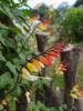 Ipomoea Lobata ( Mina Lobata)