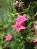 Ipomoea Llobata "Quamoclit Rose"