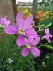 Isotoma axillaris ‘Laurentia Pop N Fizz Dark Pink’