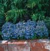 Lobelia erinus ‘Rapid Blue’   