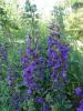 Lobelia siphilitica ‘Blue Selection’