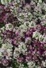 Lobularia maritima ‘Clear Crystal Mix