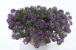 Lobularia maritima ‘Stream Deep lavender’