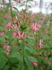 Lopezia racemosa