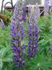 Lupinus perennis ‘Zauberwald’