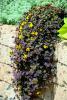 Lysimachia ‘Midnight Sun’