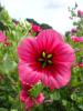 Malope trifida