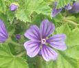 Malva ‘Primely Blue’