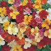 Mimulus x hybrida ‘Magic Mix’