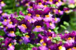 Nemesia ‘Fairy Kisses Boysenberry’