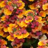 Nemesia ‘Lyric Copper’ 